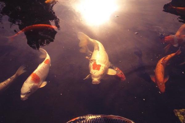 Fish